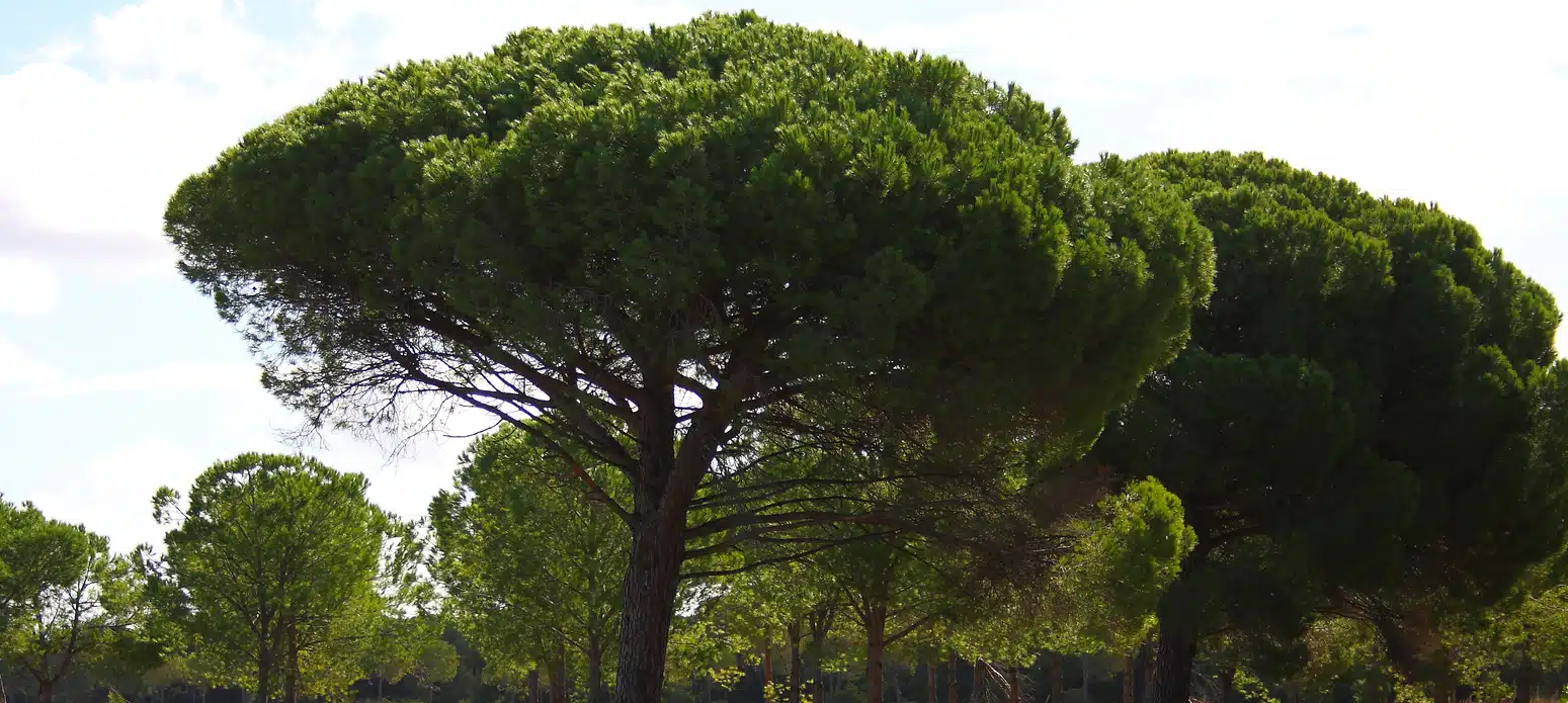 Mijas Pinetrees